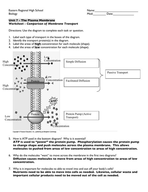 Membrane And Transport Worksheet Answer Key