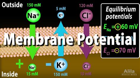 Exploring the Mechanisms of Membrane Potential: An Animated Guide