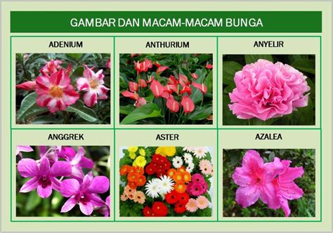 Membuka Pikiran Anak tentang Jenis-jenis Bunga Motif Bunga