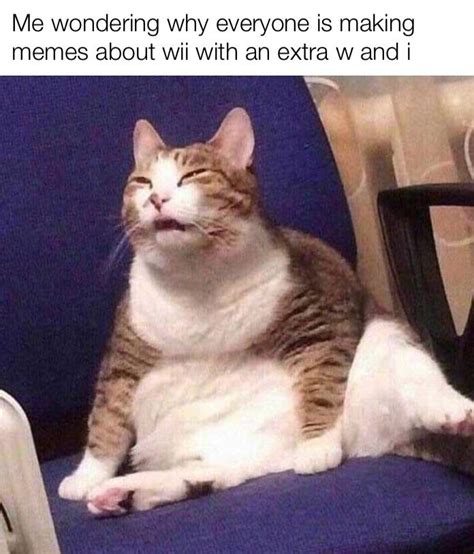 Meme Cat Don T Understand