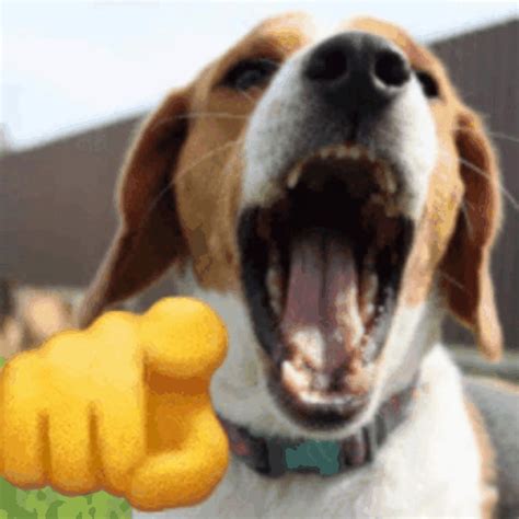 Meme Dog Discord