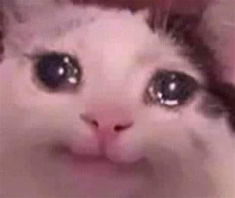 Meme Generator Sad Cat Meme