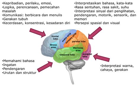 Memperbaiki Fungsi Otak