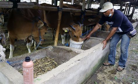 Memperbaiki mutu daging