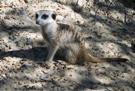 Memphis Local Experiences