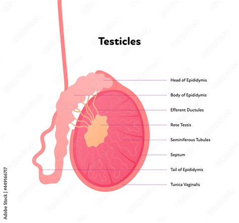 Men's Health: Testicle Function & Issues