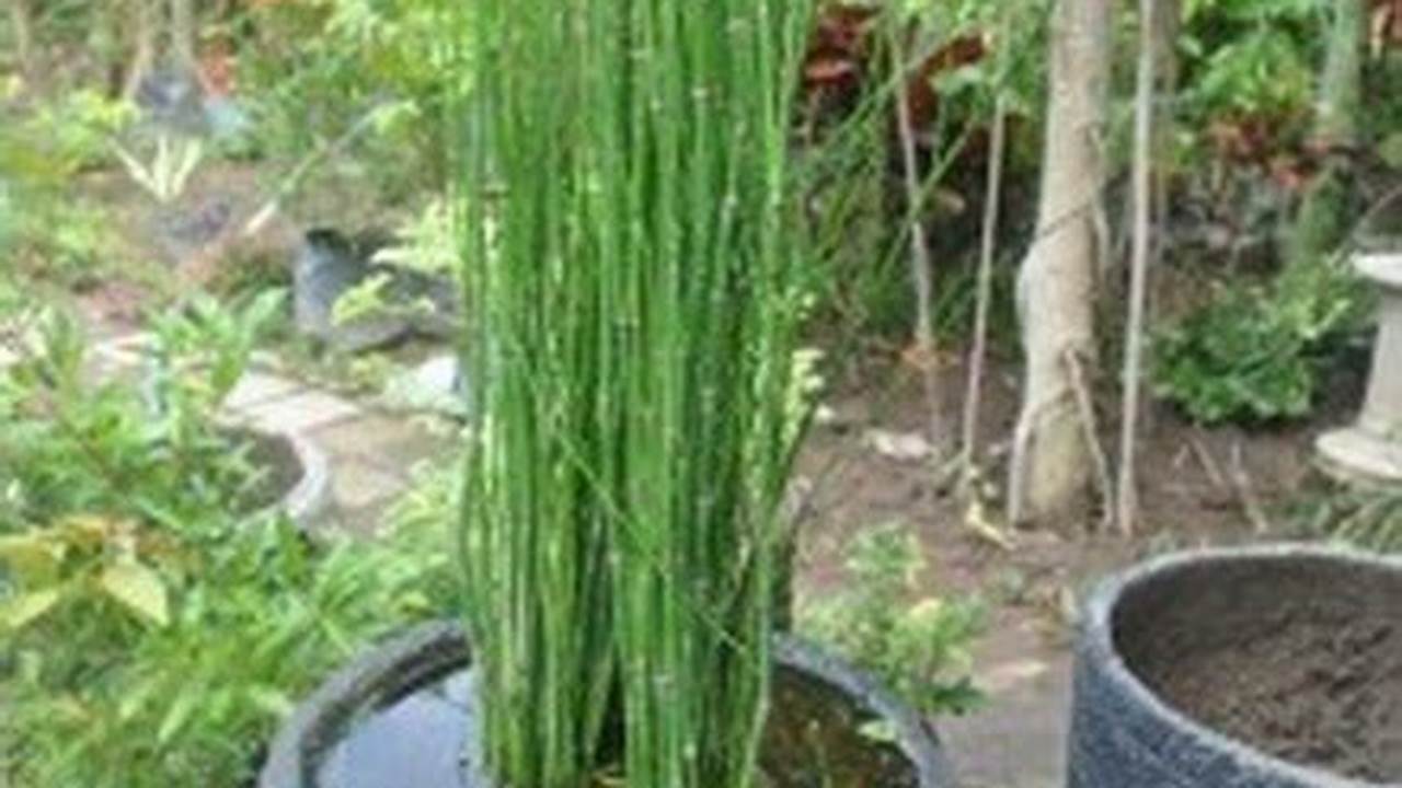 Rahasia Menanam Bambu Air yang Subur dan Indah dalam Pot