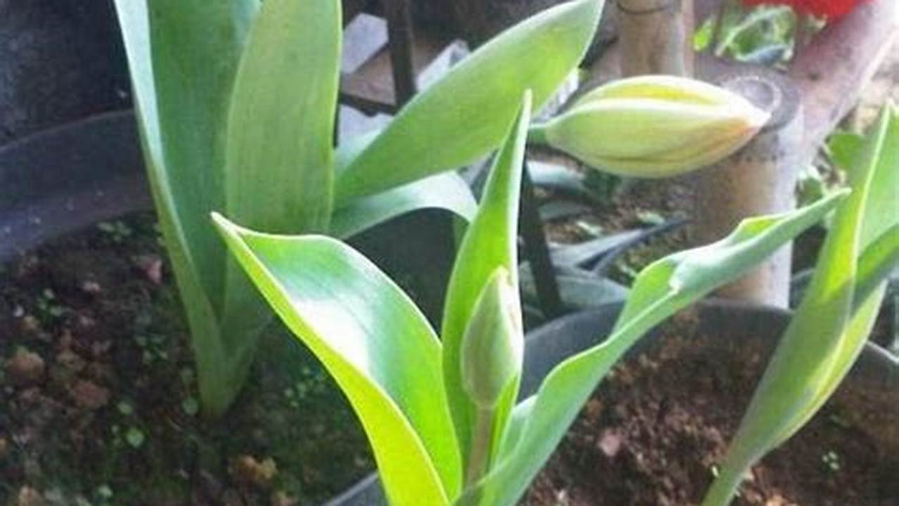 Rahasia Terungkap! Panduan Menanam Bunga Lili di Pot