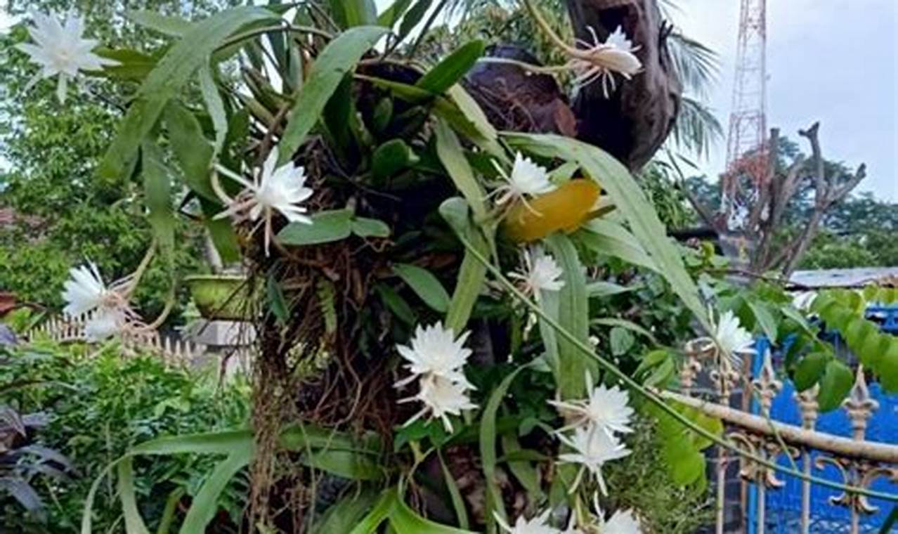 Rahasia Menanam Wijaya Kusuma di Pot: Bunga Malam yang Menawan