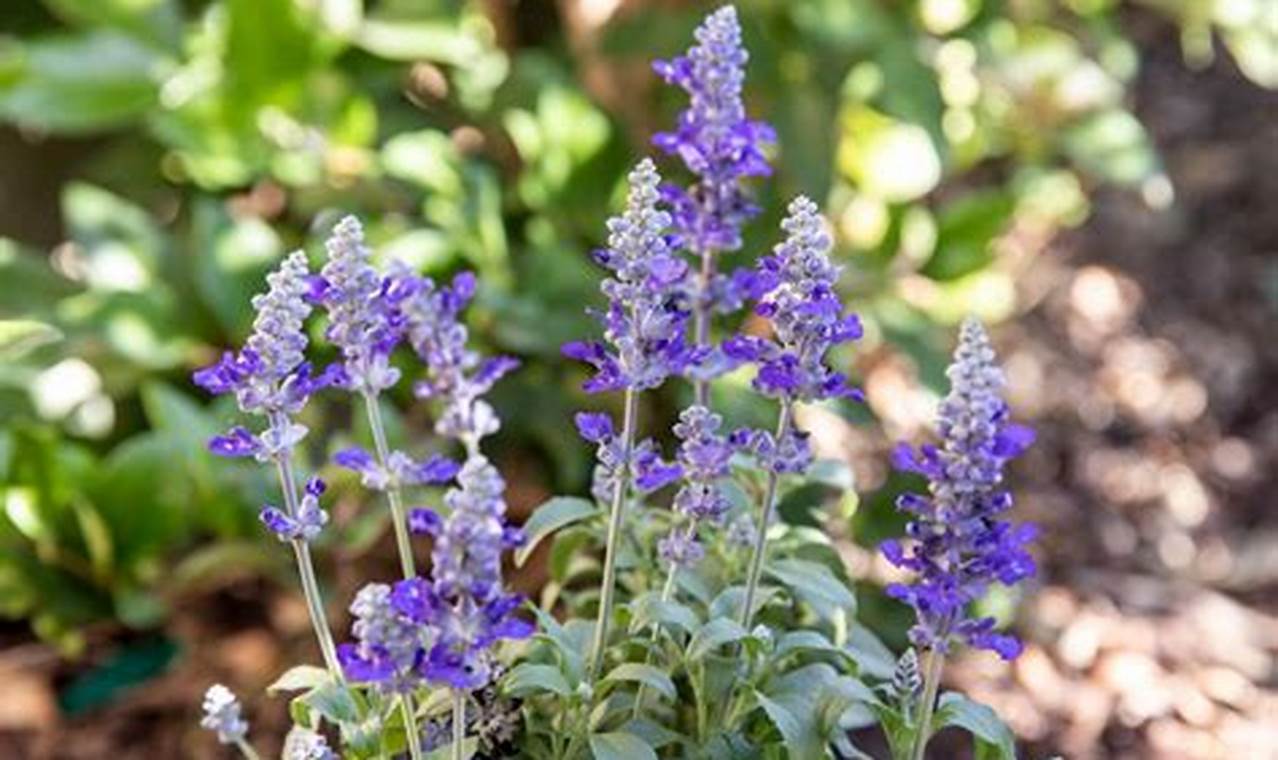 Tanam Salvia di Pot: Rahasia untuk Tanaman Hias yang Subur dan Aromatik