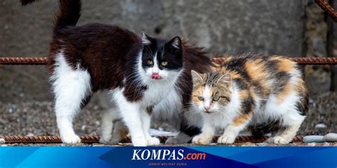 Mengadopsi Kucing