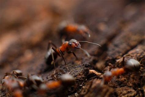 Mengapa Sekumpulan Semut Termasuk dalam Objek Biologi pada Tingkat Populasi?