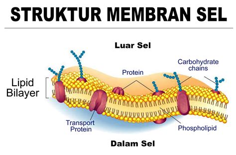 Mengapa Membran Sel Bersifat Semipermeabel? Jelaskan Pendapat Anda