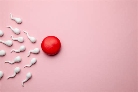 Mengapa Menstruasi Tidak Terjadi Jika Ovum Dibuahi oleh Sperma?