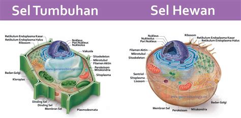 Mengapa Sel Disebut sebagai Kesatuan Pertumbuhan Makhluk Hidup?