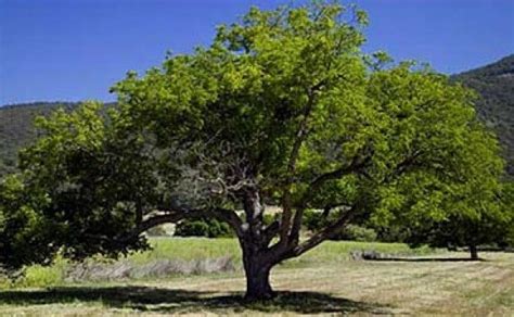 Mengapa di Sekitar Pohon Walnut Jarang Ditumbuhi Tumbuhan Lain?