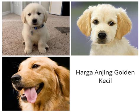 Mengenal Harga Anjing Golden