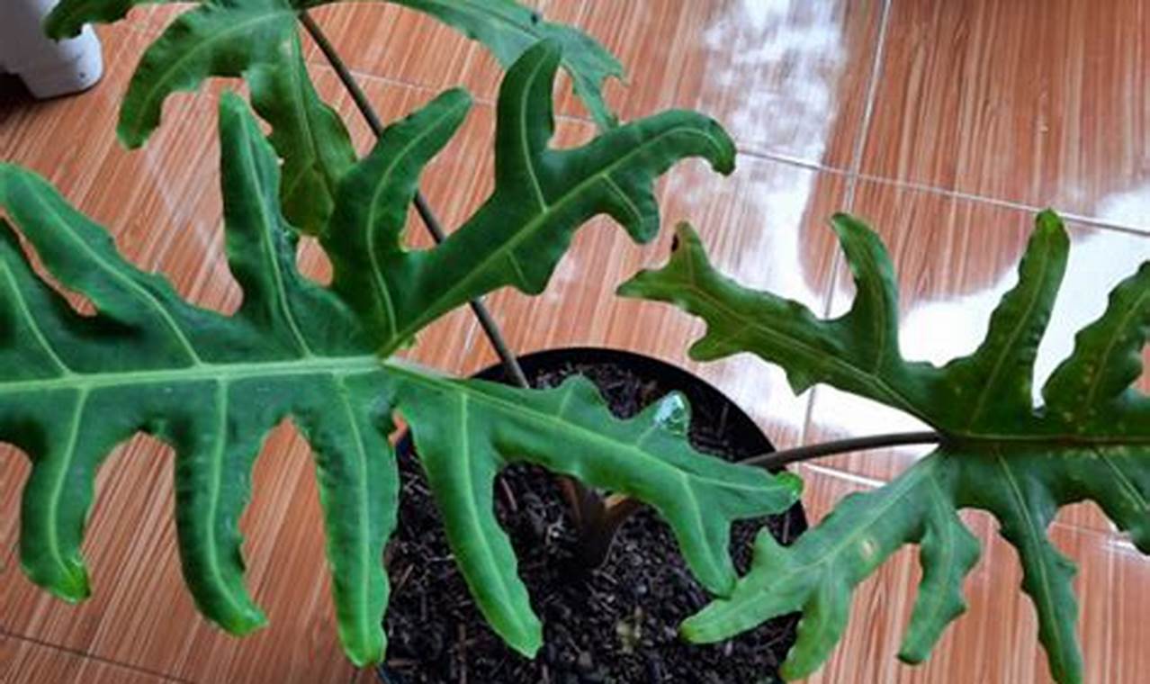 Alocasia portei: Tanaman Hias Eksotis untuk Rumah Anda