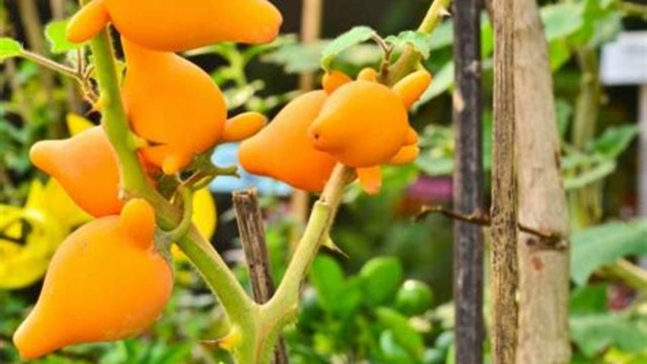 Terungkap! Pesona Tanaman Hias Terung Susu (Solanum mammosum)