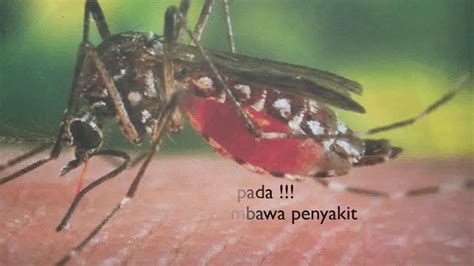 Mengendalikan Populasi Nyamuk Aedes aegypti