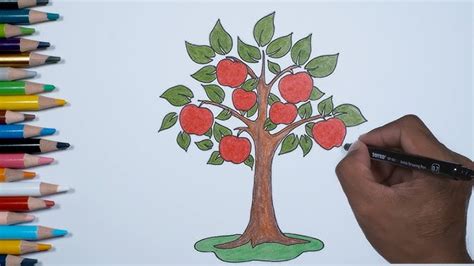 Menggambar Pohon Apel