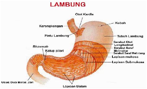 Menghidrasi Lambung