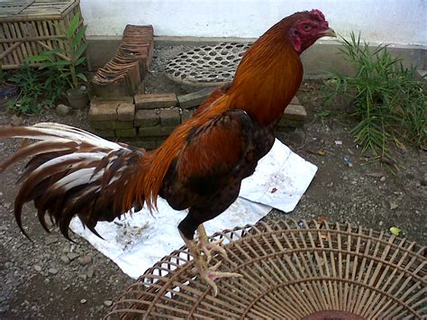 Menghindari Kesalahan Umum dalam Memilih Ayam Bangkok