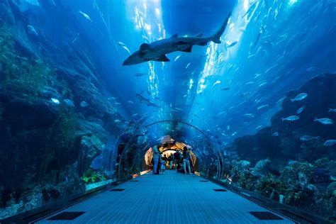 Mengunjungi Dubai Aquarium & Underwater Zoo – Akuarium raksasa dengan berbagai spesies ikan dan atraksi interaktif