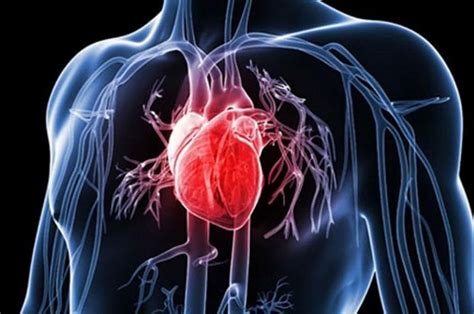 Meningkatkan Kesehatan Jantung dan Sistem Kardiovaskular