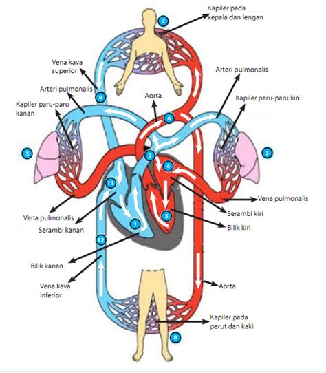 Meningkatkan Aliran Darah ke Jantung dengan Air Oksigen