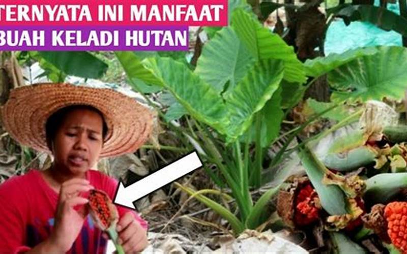 Menjaga Kesehatan Kulit Keladi Hutan