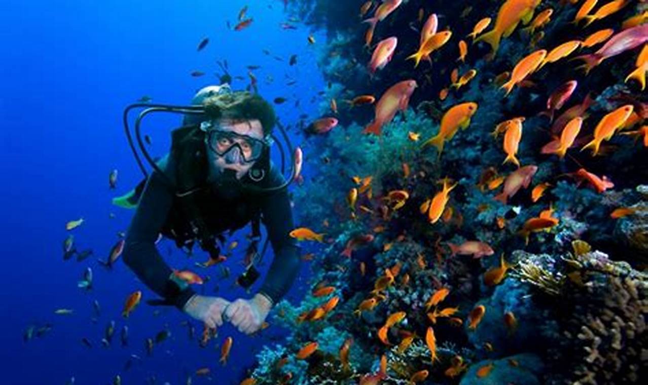 Menjelajahi Kekayaan Bawah Laut: 5 Spot Diving Terbaik di Indonesia!