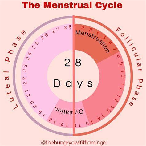 Menstrual Cycle Chart For 28 Days