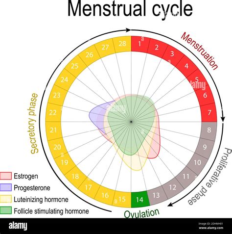 Menstrual Cycle Flow Chart