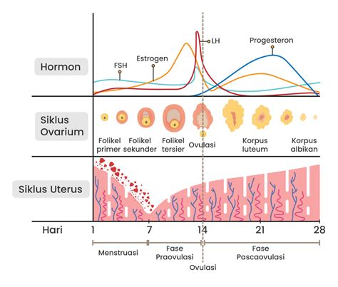 Menstruasi & Air Dingin: Fakta atau Mitos?