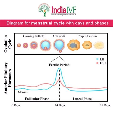 Menstruation & Milk Supply: Solutions for Moms