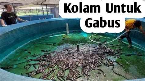 Menyiapkan Kolam