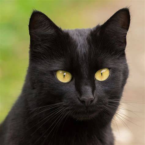 Cara