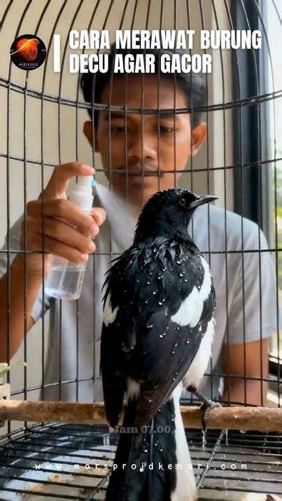 Merawat Burung Decu