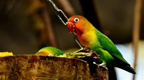 Merawat Burung Lovebird