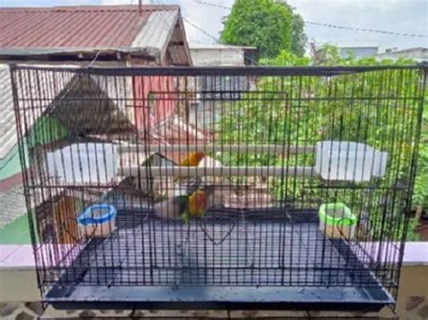 Merawat Burung Lovebird Fighter