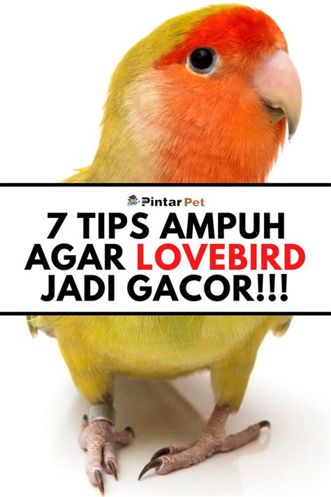 Merawat Burung Lovebird Kurus