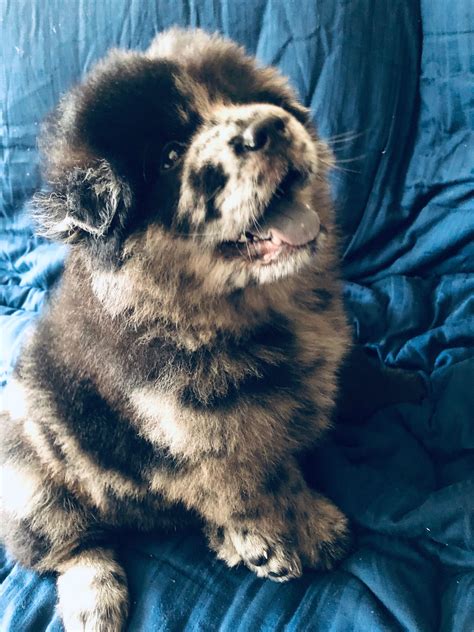 Merle Blue Chow Chow Puppy: The Adorable And Unique Canine Companion