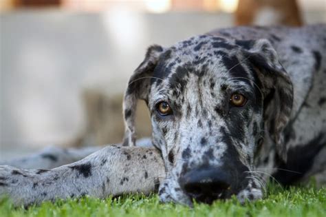 Merle Fawn Merle Harlequin Great Dane: The Unique And Striking Breed