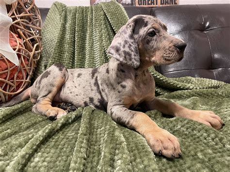 AKC Blue Merle Tan Point Female Great Dane looking for a forever home
