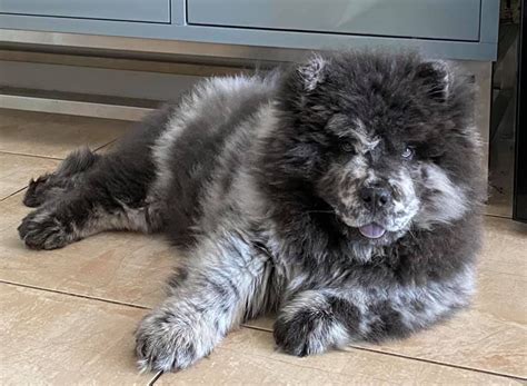 Blue chow chow puppy ) chowchow, chow Chow chow puppy, Chow chow