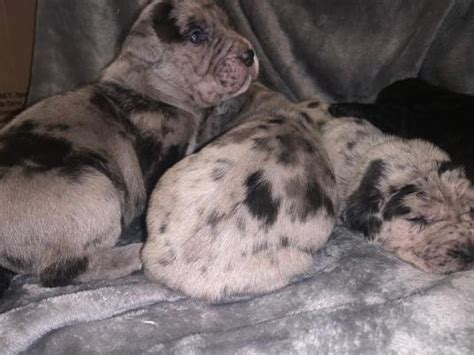 45+ Merle Cane Corso Puppies For Sale l2sanpiero