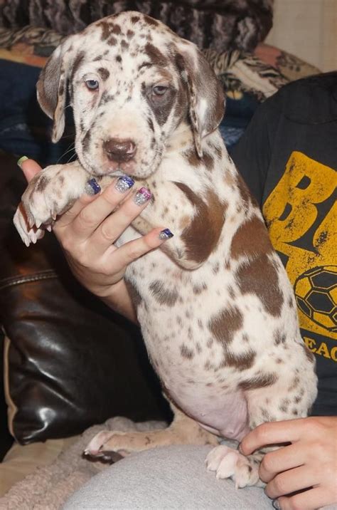 Merlequin Great Dane Harlequin Puppies: A Guide To This Unique Breed