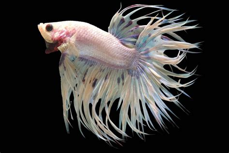Mermaid Betta Fish