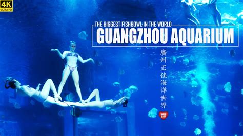 Mermaid Show Grandview Ocean World